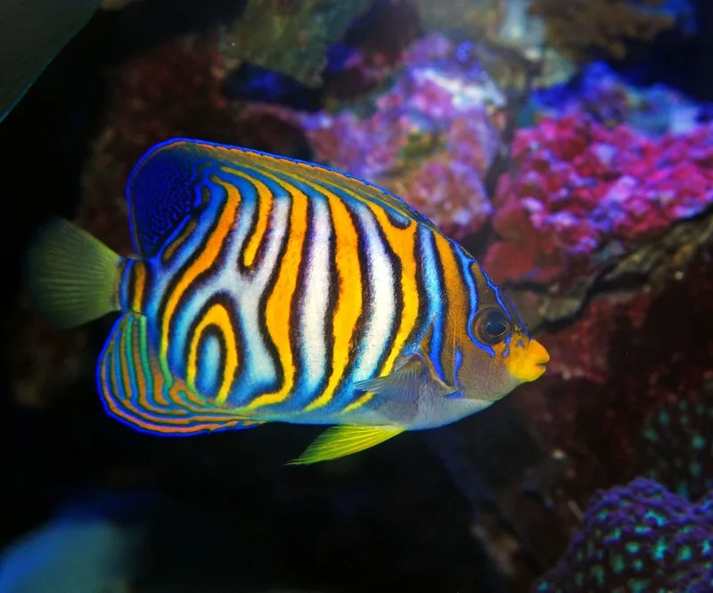 Chiêm ngưỡng ảnh Cá Thiên Thần biển sống động và rực rỡ