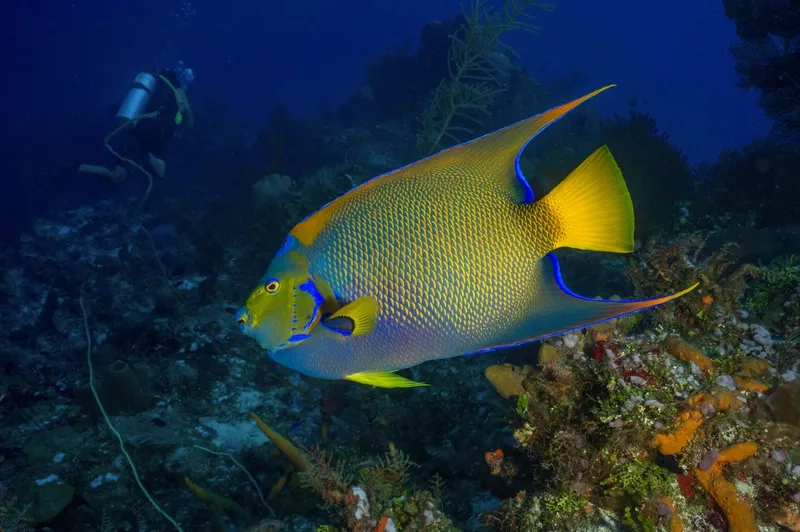 Khám phá ảnh cá thiên thần biển đẹp mắt mọi góc bể