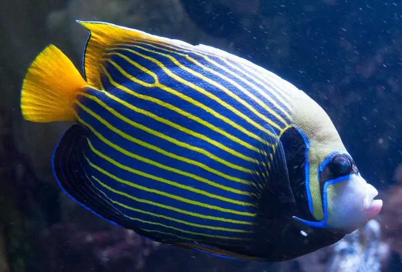 Ngắm cá thiên thần đẹp nổi bật trong đại dương thủy sinh