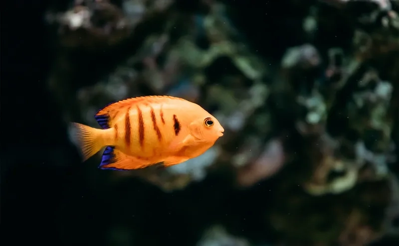 Tham khảo giá cá thiên thần để chọn loại chất lượng nhất