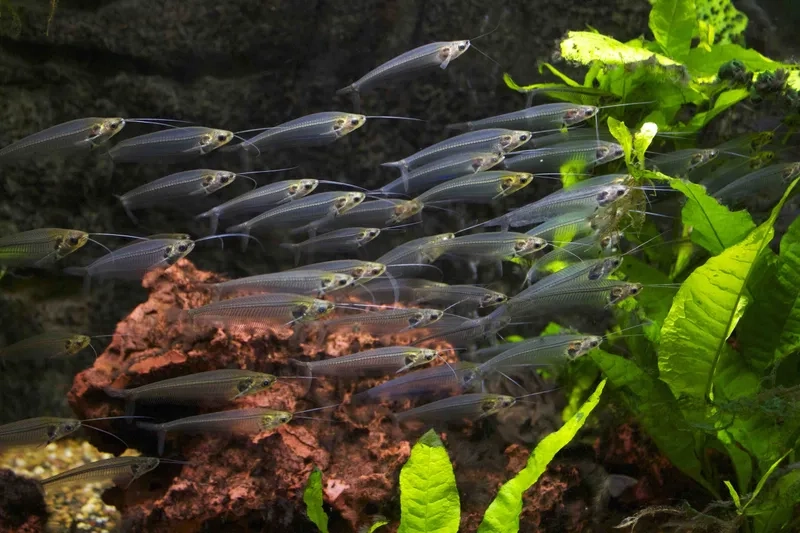 Cá thủy tinh mini trang trí bể kính sinh động