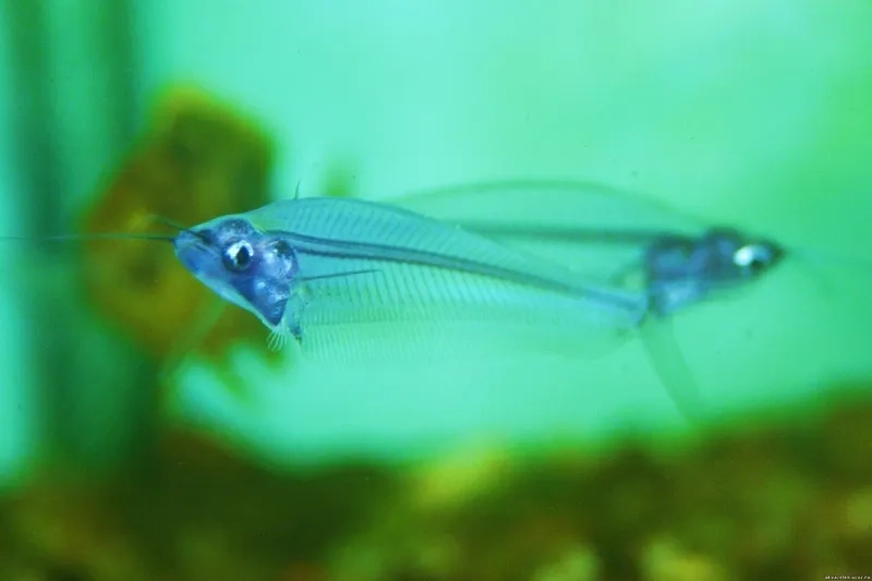 Ngắm cá thủy tinh đẹp nuôi chung tạo không gian độc đáo