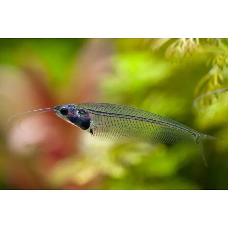 Cá thủy tinh trong bể kính dễ chăm và quan sát hấp dẫn