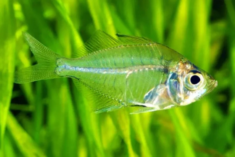 Cá thủy tinh nhân tạo làm cảnh mini đẹp và độc đáo