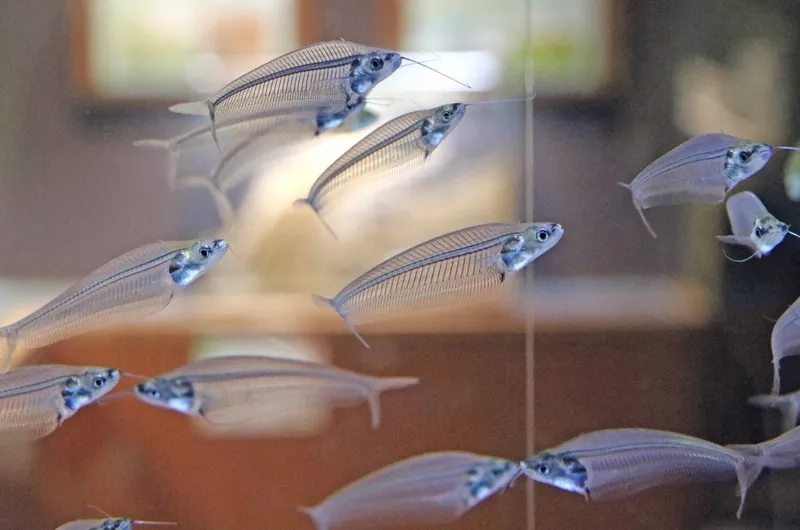 Cá thủy tinh làm cảnh trang trí bể kính sống động