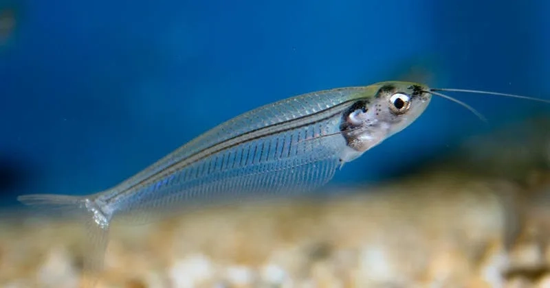 Khám phá cá thủy tinh có hiếm không trong giới sưu tầm