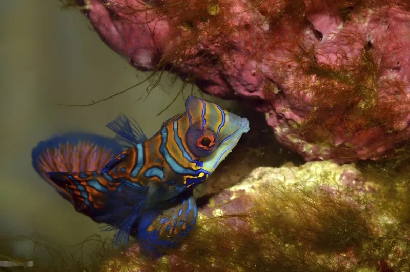 Tìm hiểu cá trạng nguyên ăn gì để nuôi khỏe và đẹp