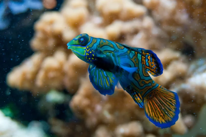 Ngắm cá trạng nguyên bơi uyển chuyển trong bể thủy sinh