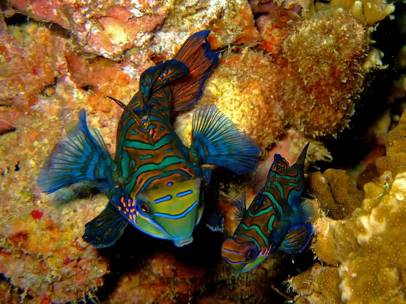 Khám phá cá trạng nguyên đẹp nhất nổi bật mọi bể cá