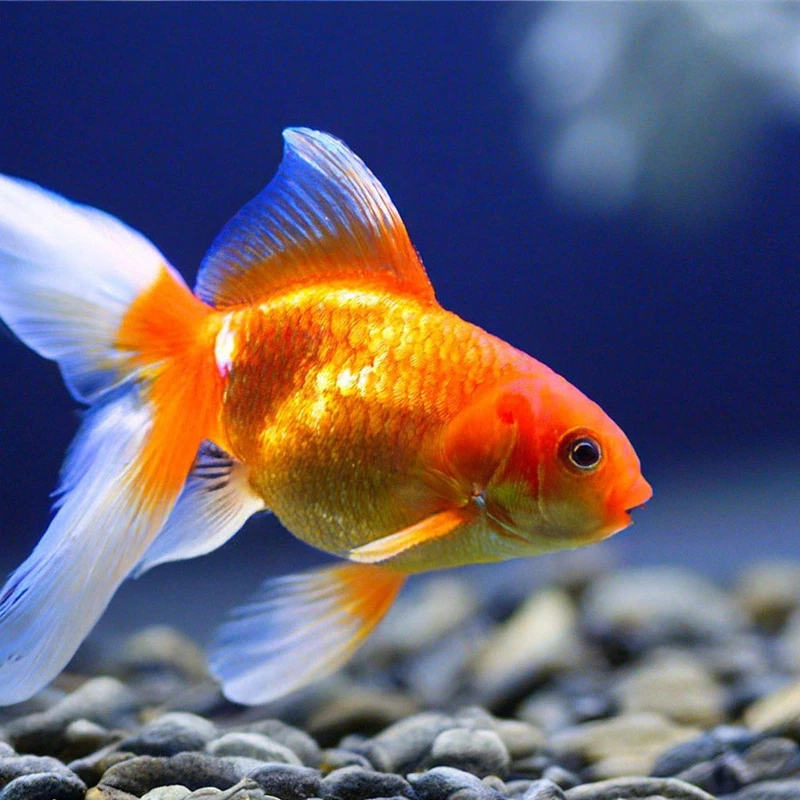 Trang trí hồ với cá vàng cảnh sang trọng