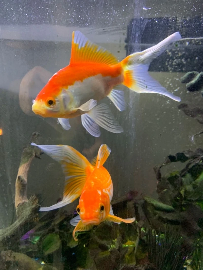 Trang trí sang trọng với cá vàng sang trọng