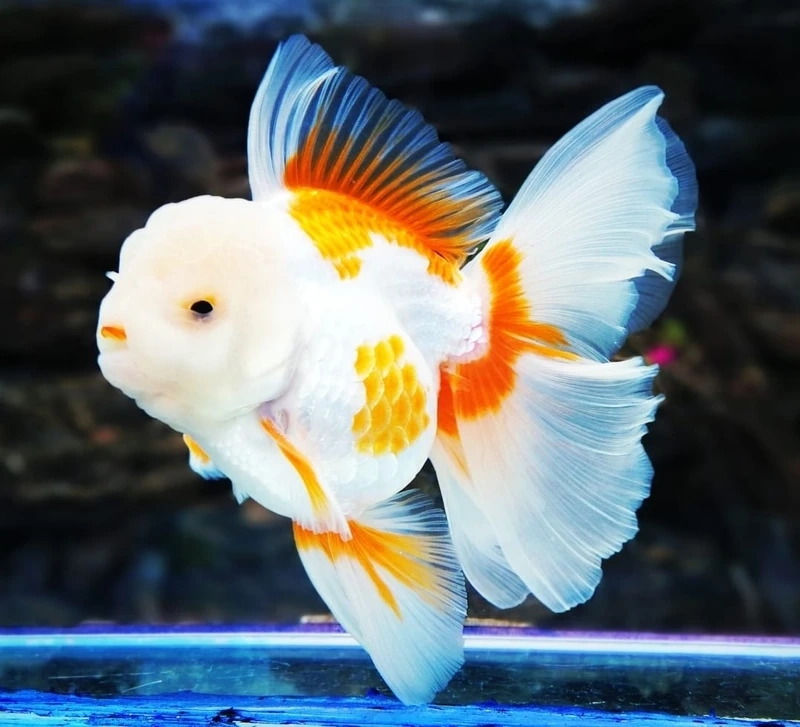Nuôi cá vàng oranda size lớn ấn tượng và khỏe mạnh