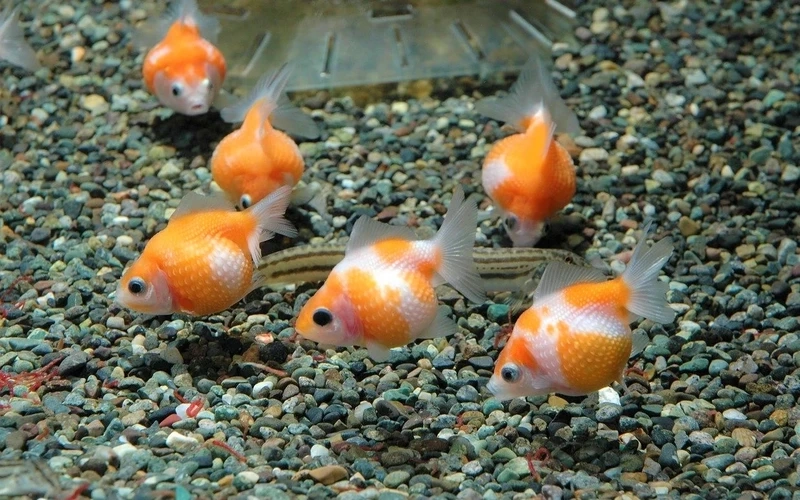 Ngắm cá Vàng Ping Pong đẹp lung linh hồ nuôi
