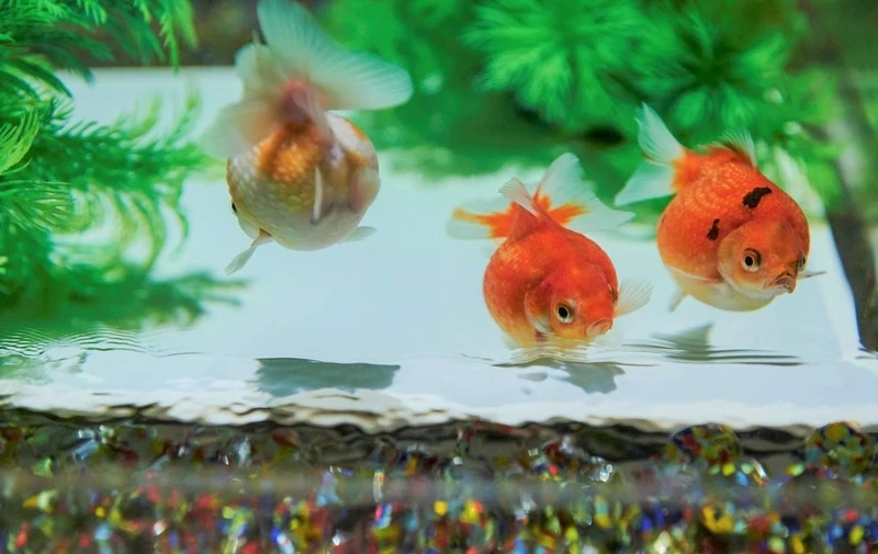 Sở hữu cá Vàng Ping Pong dáng tròn đẹp mắt mọi góc hồ
