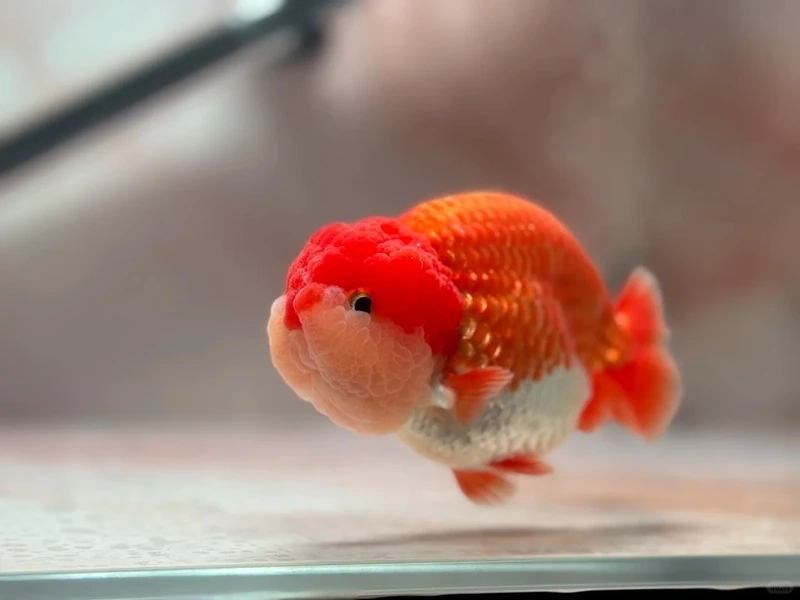 Sở hữu cá Vàng Ranchu thuần chủng chất lượng cao