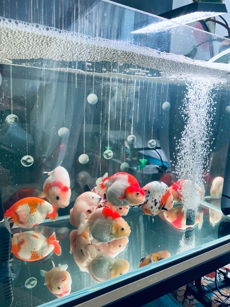 Chăm cá Vàng Ranchu nuôi trong nhà đơn giản dễ dàng