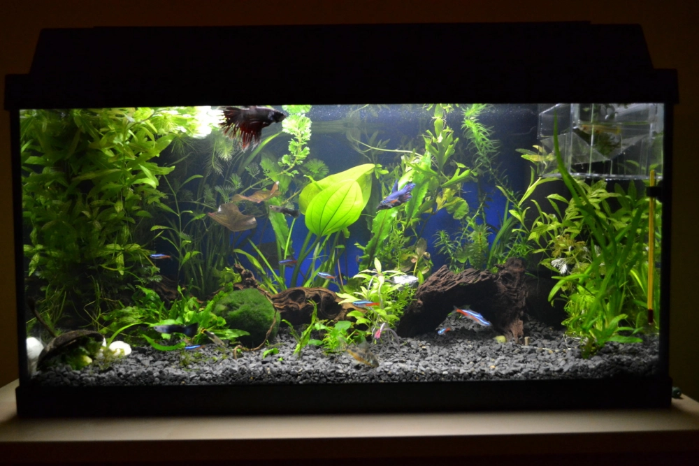 Tép cảnh đỏ rực nổi bật trên lớp cát nền màu đen