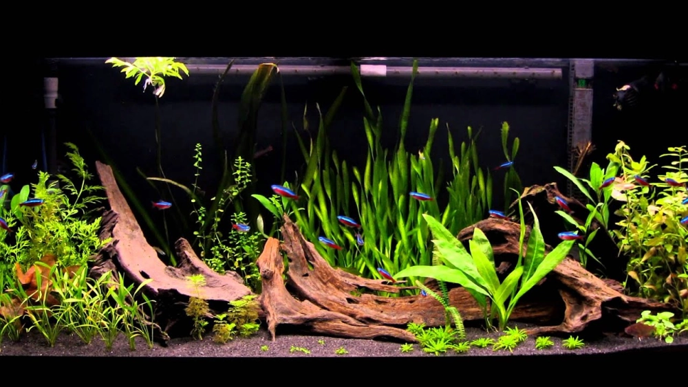 Phối cảnh đá kẹp kem trên nền cát nền màu đen sang trọng