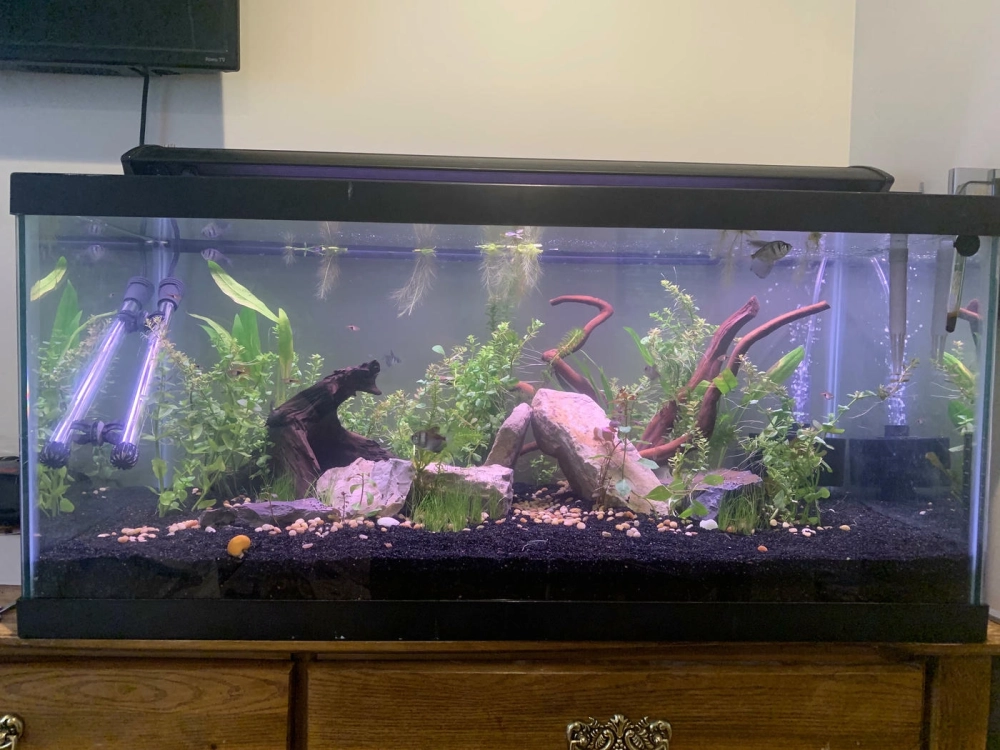 Bể cá nhỏ để bàn tinh tế với cát nền màu đen