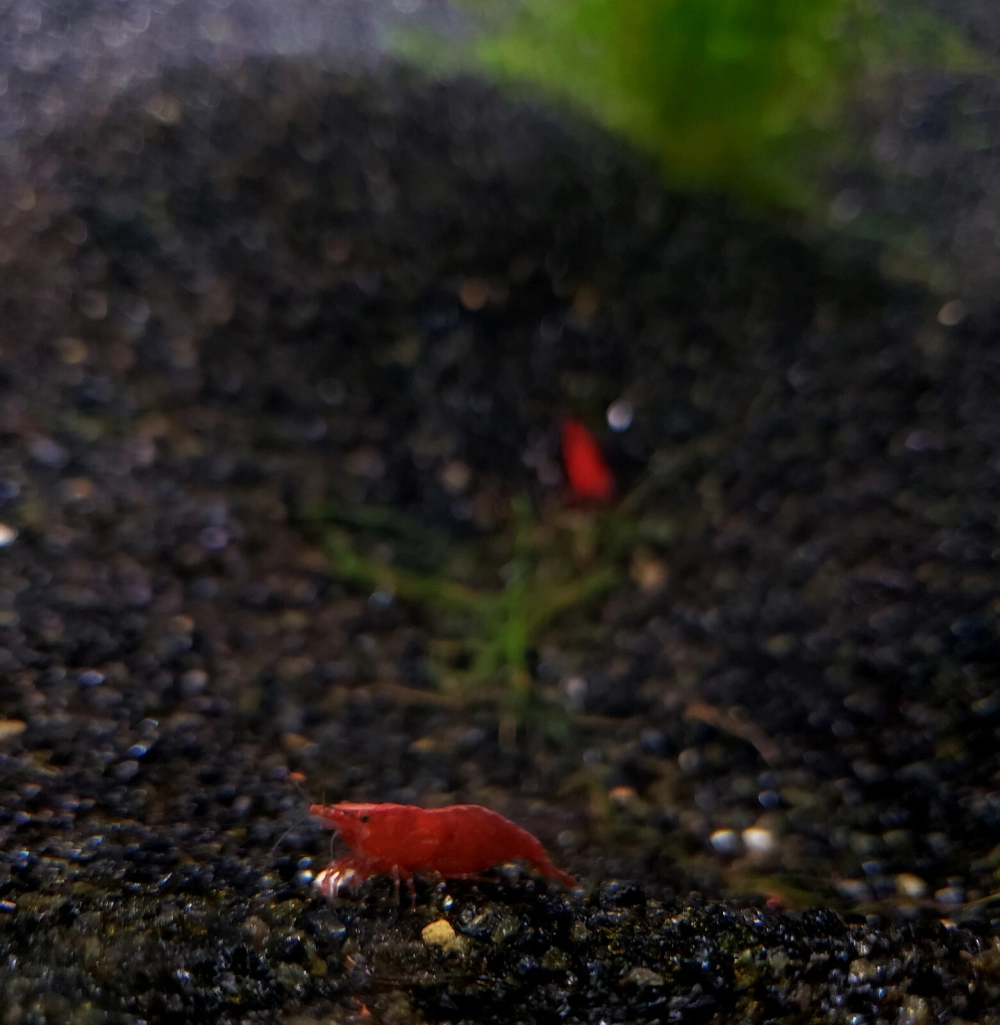 Hệ thống cây thảm bò xanh mướt trên bề mặt cát nền màu đen