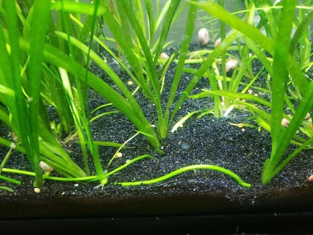 Mẫu hồ cá thủy sinh chuyên nghiệp dùng cát nền màu đen