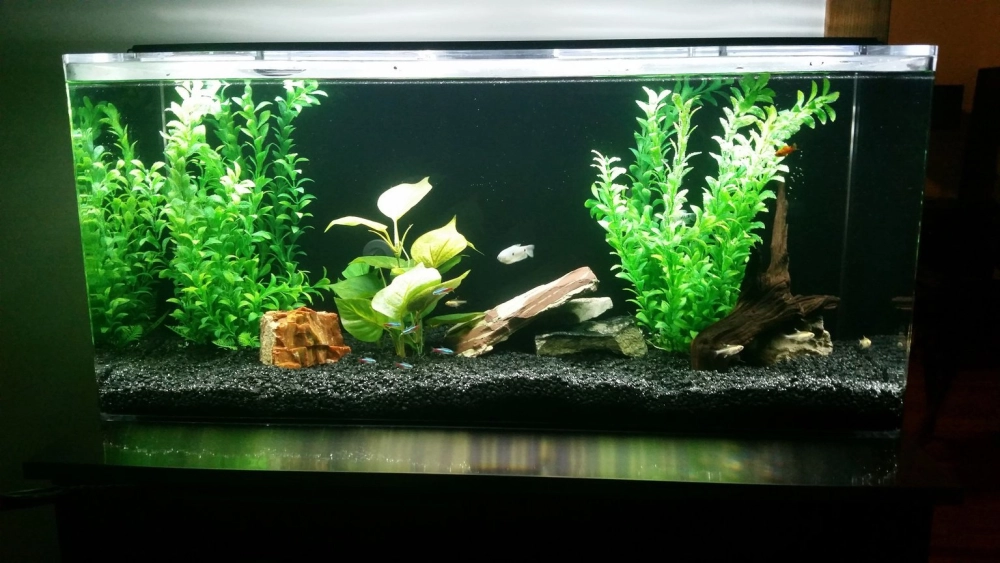 Kết hợp lũa linh sam và cát nền màu đen trong bể cảnh