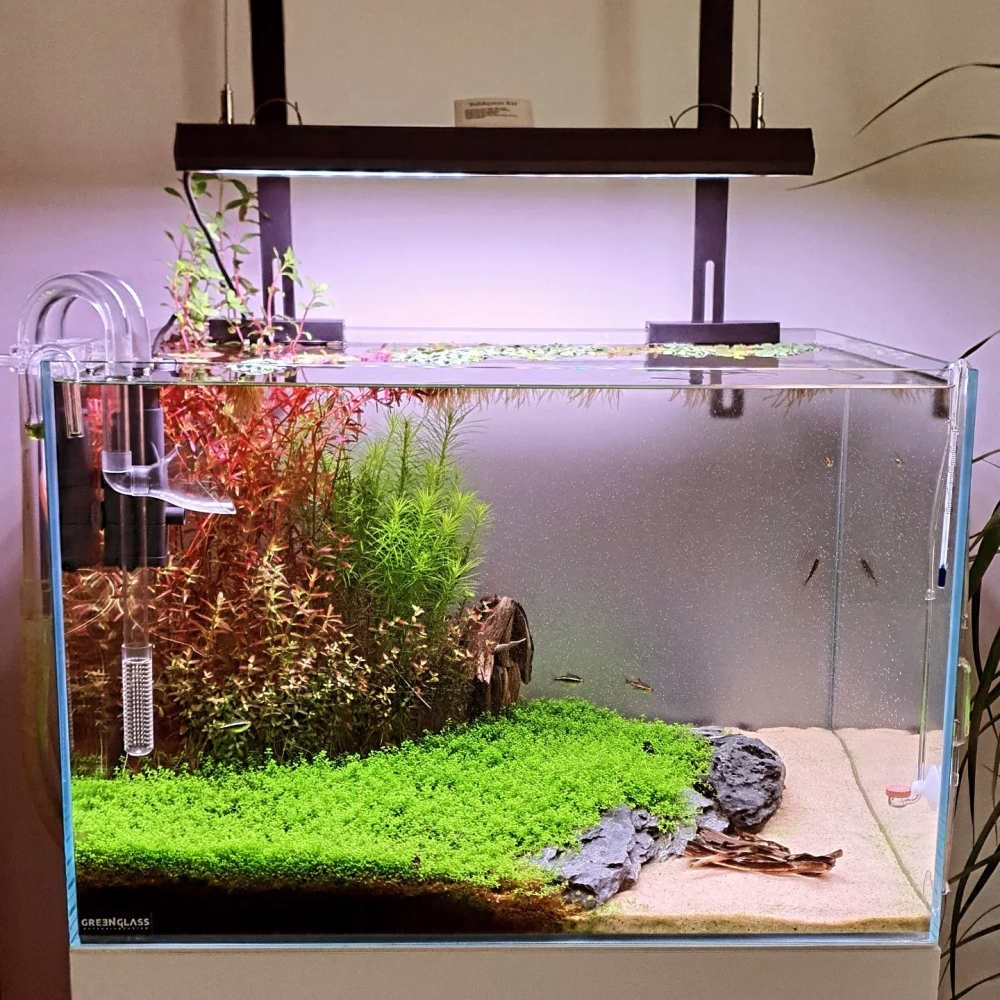 Bể cá mini trang trí phòng ngủ với nền cát trắng nhẹ nhàng