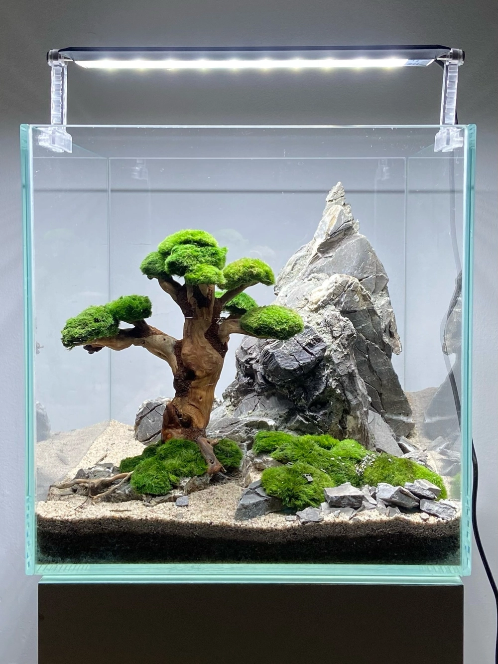 Ý tưởng làm mới hồ cá cũ bằng lớp cát trắng tinh khiết