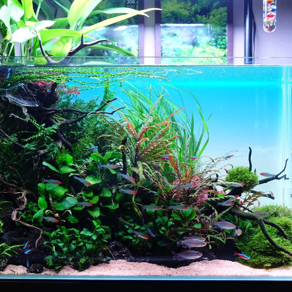 Bể cá cubic đơn giản với điểm nhấn cát trắng trải nền