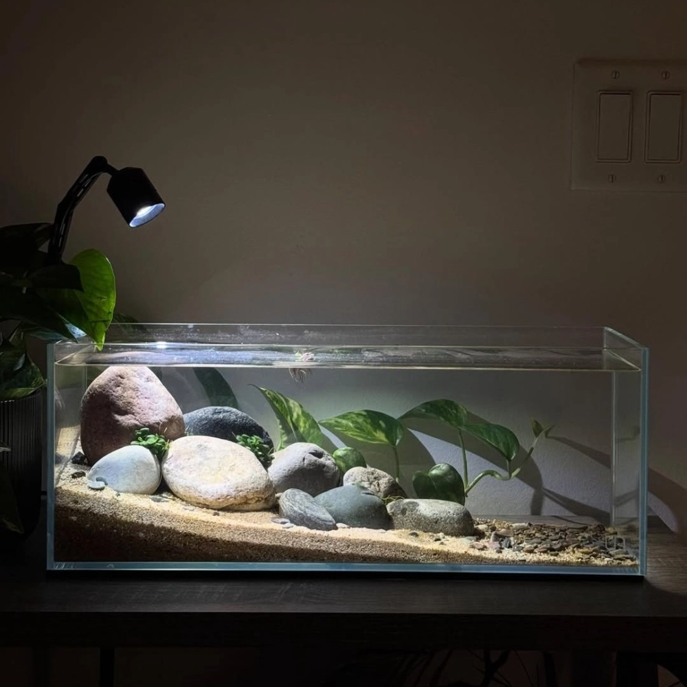 Mẫu bể cá thủy sinh phong cách Hà Lan kết hợp cát trắng