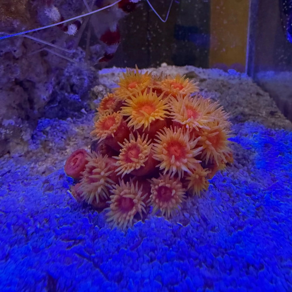 Mẫu bể cá nhỏ để bàn kết hợp cát trắng và cây thủy sinh