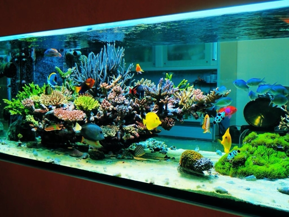 Mẫu hồ thủy sinh phong cách rừng rậm có đường mòn cát trắng