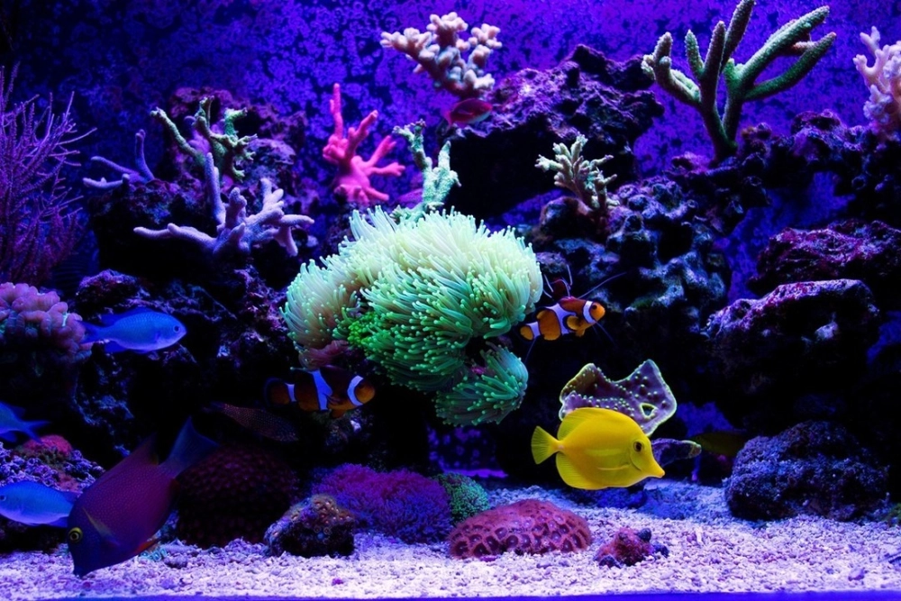 Không gian thư giãn với bể cá cảnh nền cát trắng hiện đại