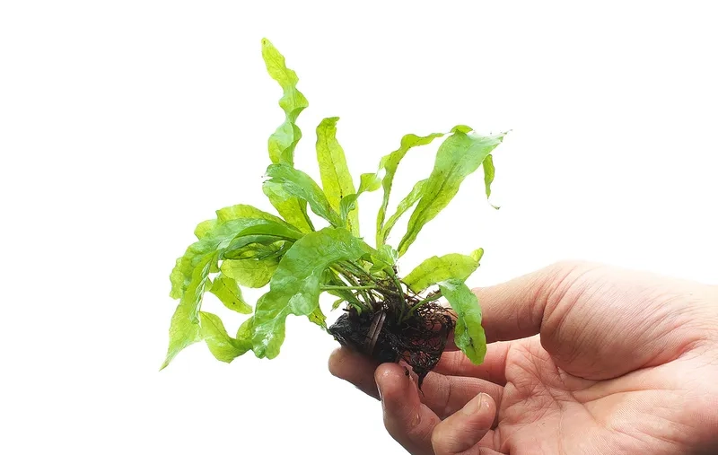 Xử lý khi cây cắt cắm bị thối thân hiệu quả