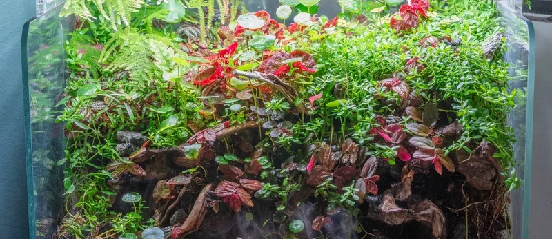 Gợi ý cây cắt cắm cho người mới bắt đầu