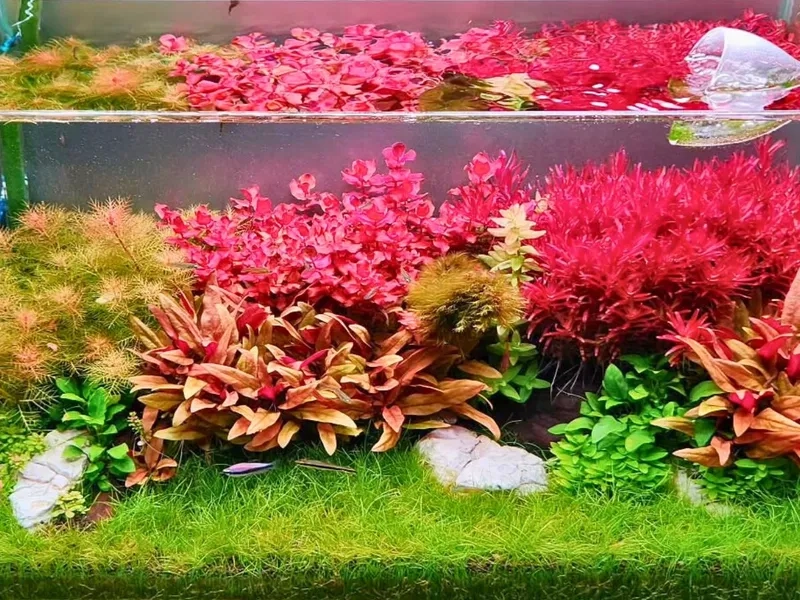 Vẻ đẹp của cây cắt cắm màu đỏ rực rỡ