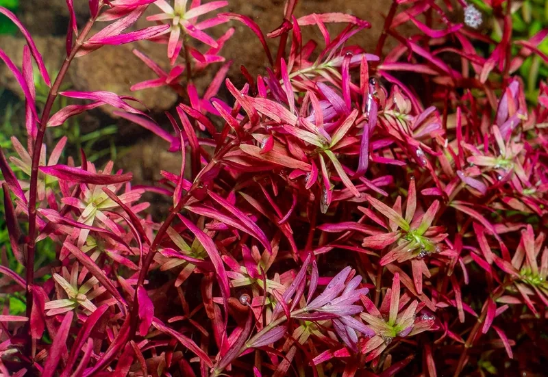 Bổ sung nguồn dinh dưỡng cây cắt cắm