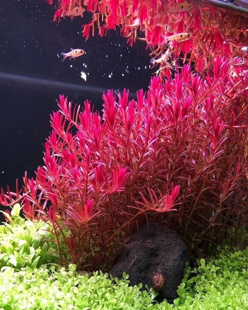 Tổng hợp các loại cây thủy sinh màu đỏ