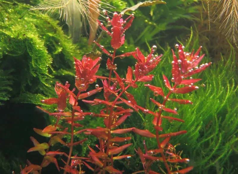 Sắc màu cây diệp hồng tài ấn tượng