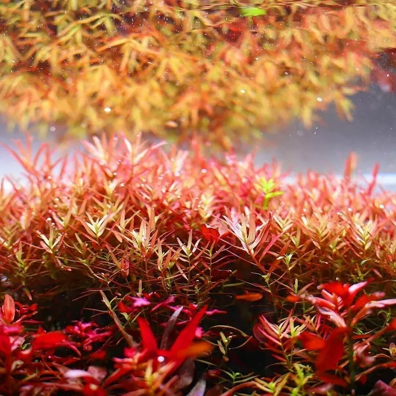 Mẫu cây đỏ tiền cảnh độc đáo