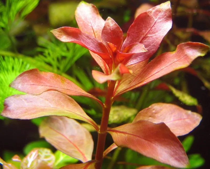 Kiểm tra chỉ số fe cho cây đỏ chuẩn