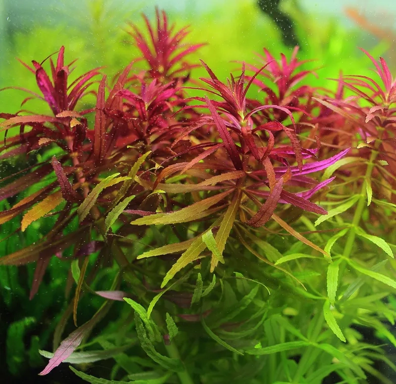 Nghệ thuật sắp xếp bố cục cây màu đỏ