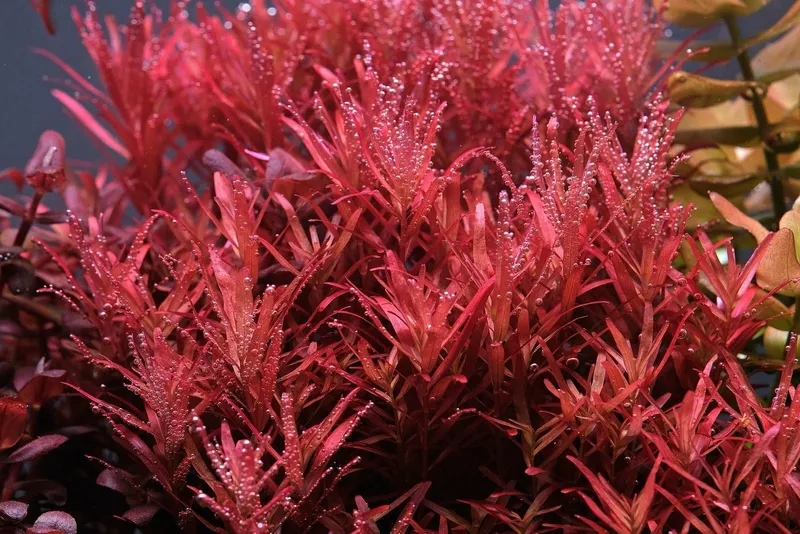 Chọn phân nền cho cây đỏ tốt nhất