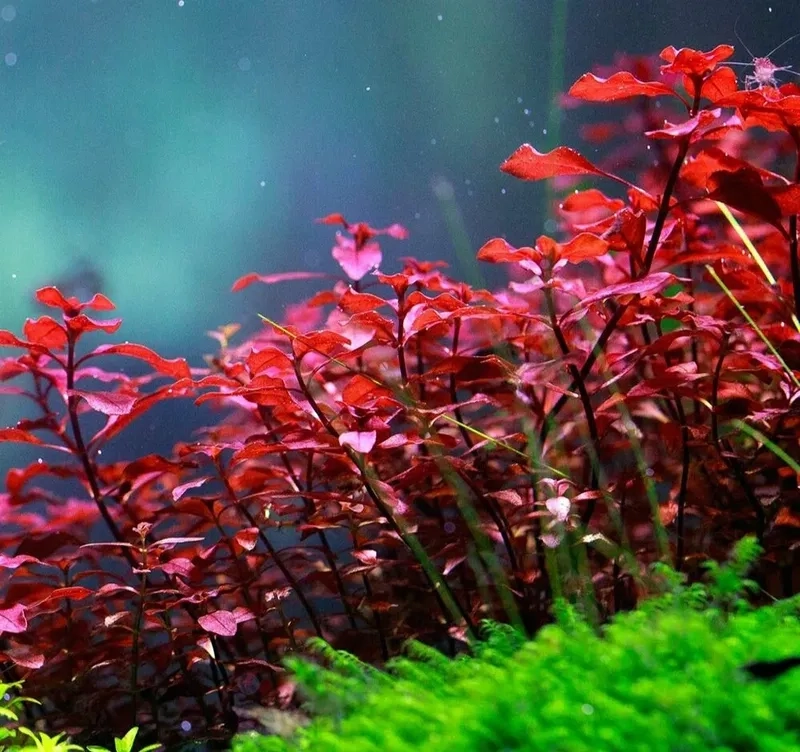 Cung cấp co2 giúp cây đỏ đều màu