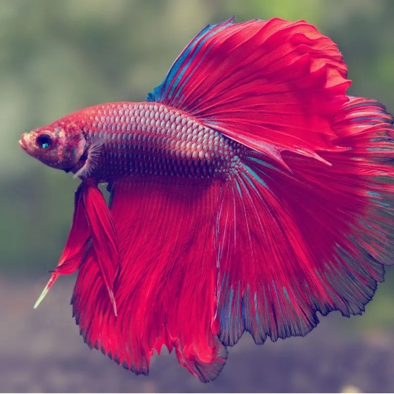 Cá xiêm to dáng đẹp được nhiều người săn