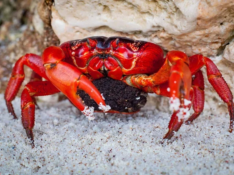 Sở hữu ngay cua kiểng đẹp cho bể thủy sinh