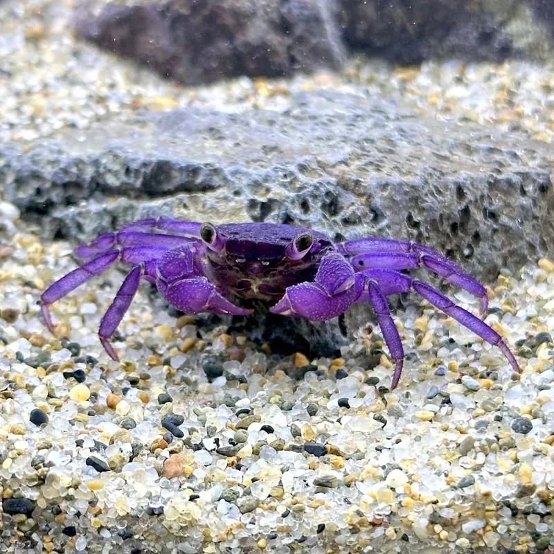 Trải nghiệm sắc nét với hình cua kiểng 4K tuyệt vời