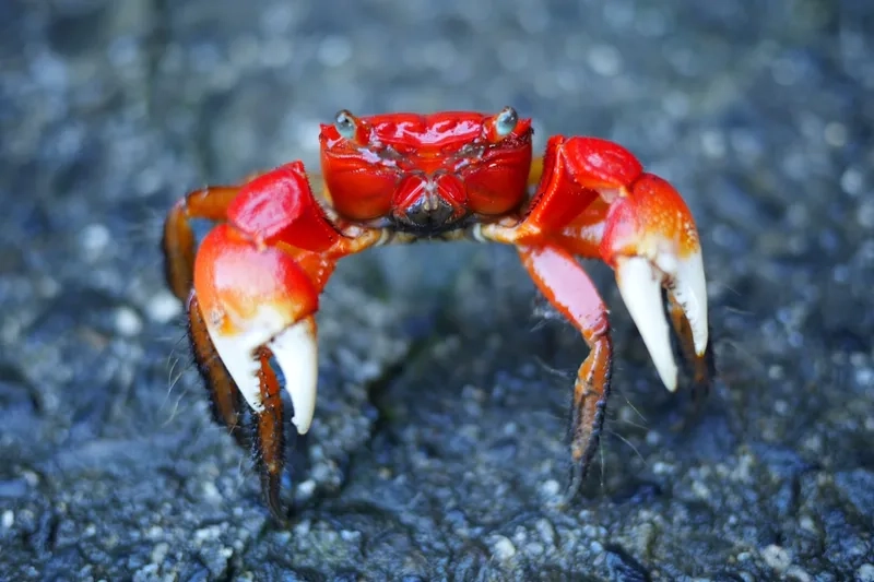 Tạo điểm nhấn với hình cá cảnh cua kiểng bắt mắt