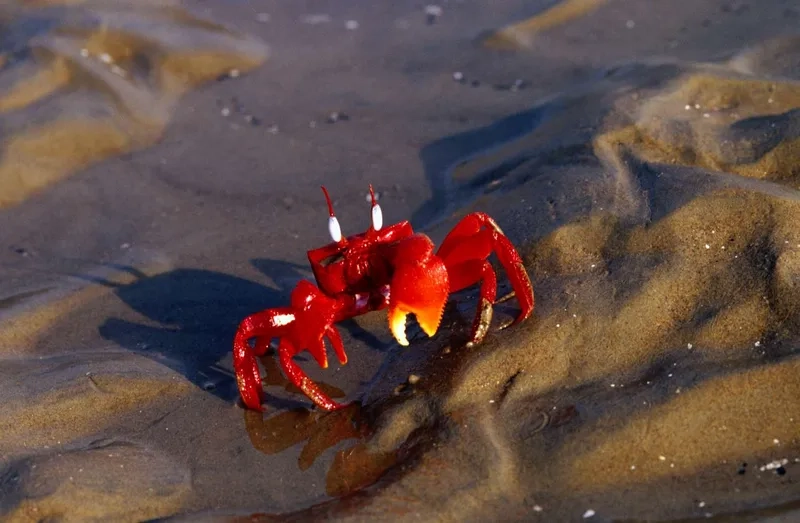 Khám phá ảnh cua kiểng tự nhiên sống động và đẹp