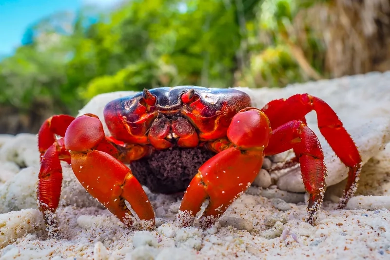 Mua ngay tại shop cua kiểng uy tín chất lượng